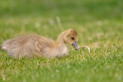 Close-up of bird on grassy field