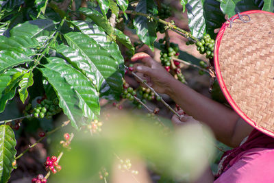 Midsection of woman holding plants