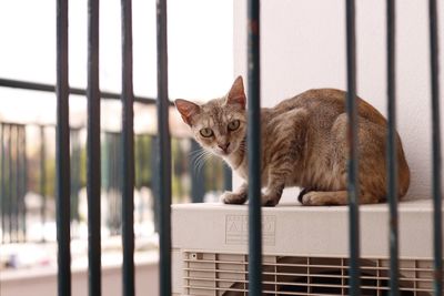 Portrait of kitten in cage