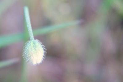 Close-up of plant outdoors