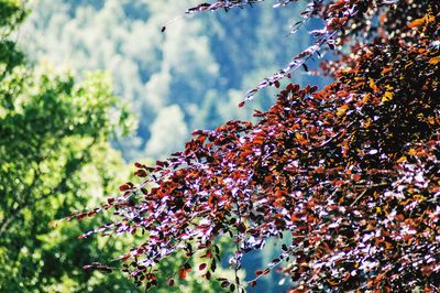 Low angle view of flowering plant on tree