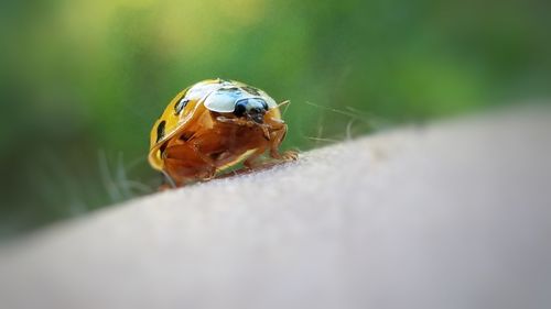 Close-up of insect