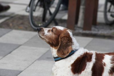 Dog looking away on street