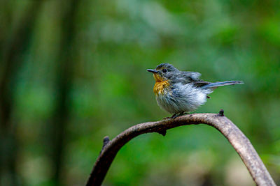 Close-up of bird perching on branch