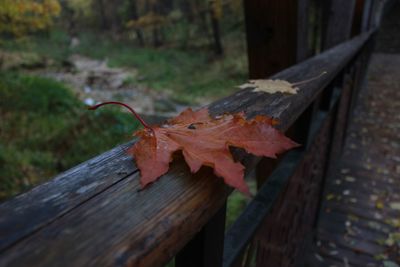 Close-up of autumn leaves on wooden bench