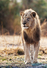 Close-up of lioness