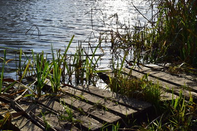 High angle view of plants at lakeshore