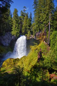 Scenic view of waterfall in forest