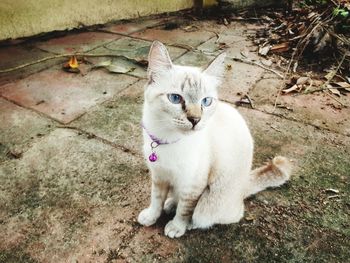 High angle portrait of white cat sitting on field