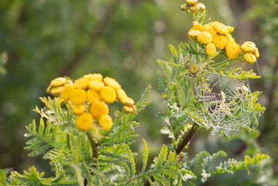 Close-up of yellow flowering plant