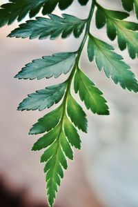 Close-up of fresh green leaves in water