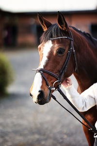 Close-up of horse standing outdoors