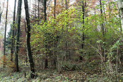 Trees growing in forest