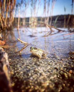 Close-up of frog on swamp