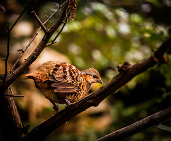 Close-up of bird perching on branch