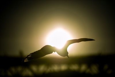 Close-up of silhouette leaf against sky during sunset