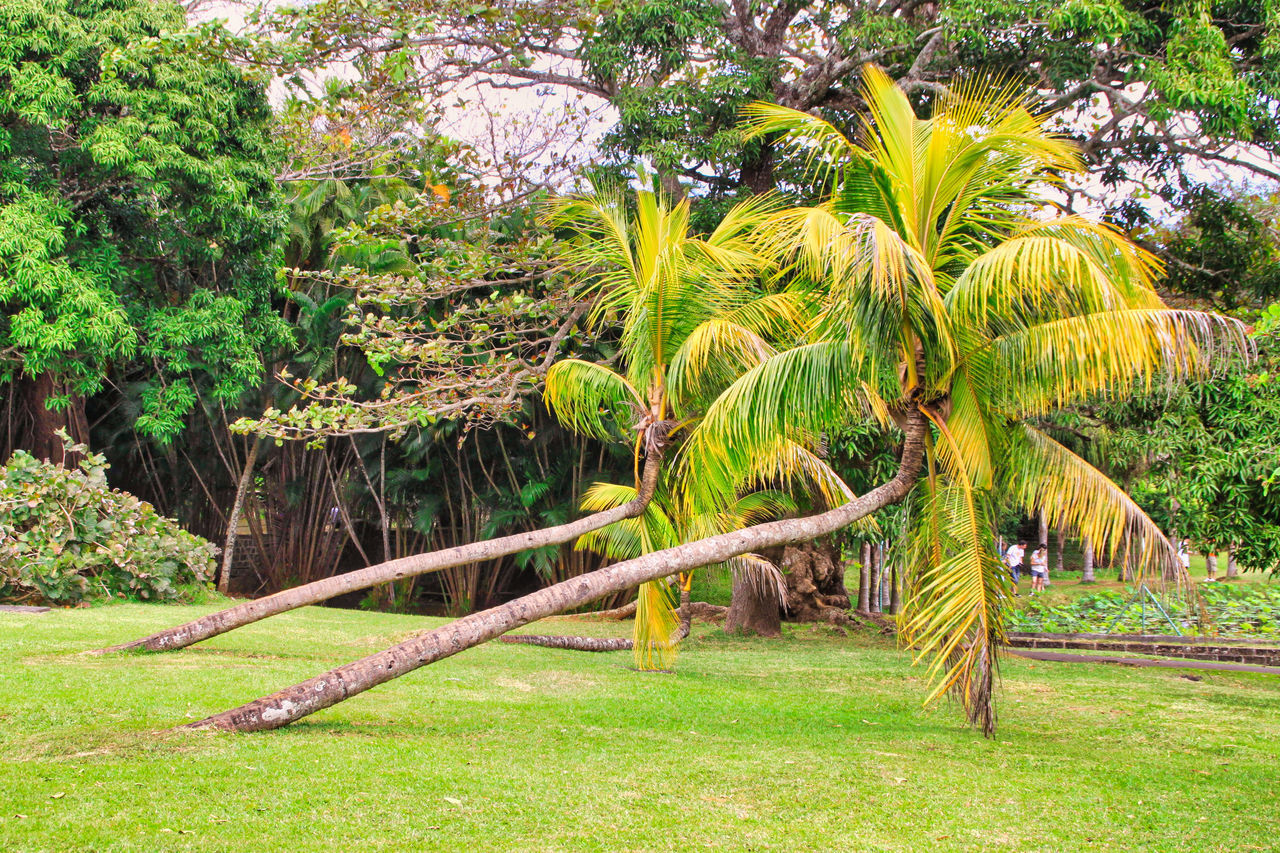 VIEW OF PALM TREES IN FIELD