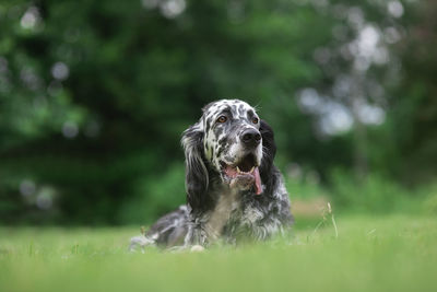 Dog english setter