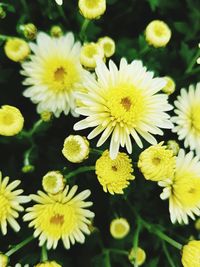 Close-up of yellow flowering plants