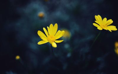 Close-up of yellow flower