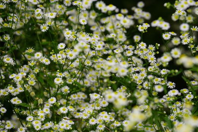 Close-up of white flowering plants