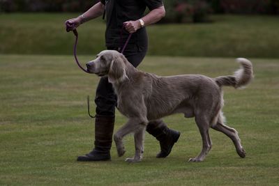Low section of person walking with dog on field