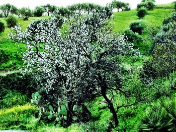 Trees growing in field