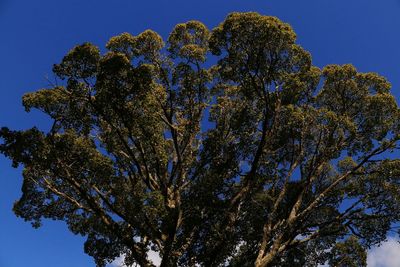 Low angle view of tree against clear blue sky