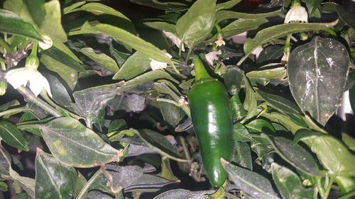 Close-up of green plants