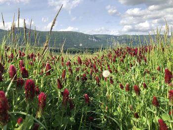 Scenic view of poppy field against sky