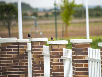 Birds perching on brick wall