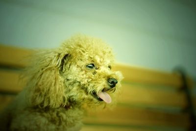 Close-up of a dog looking away