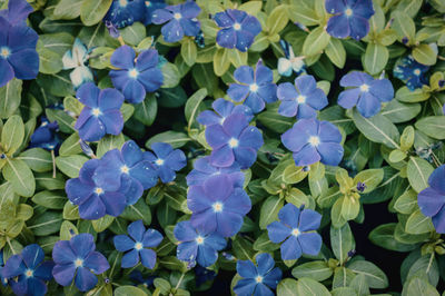 Close-up of purple flowering plants