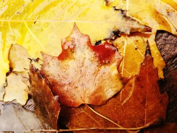 Close-up of bread