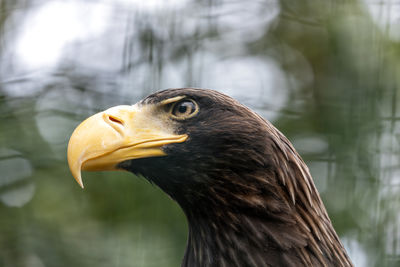 Close-up of eagle