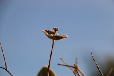 Close-up of plant against clear sky