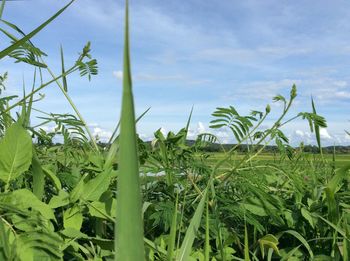 Close-up of fresh green field against sky