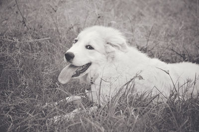 Dog on field