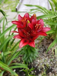 High angle view of red flowering plant