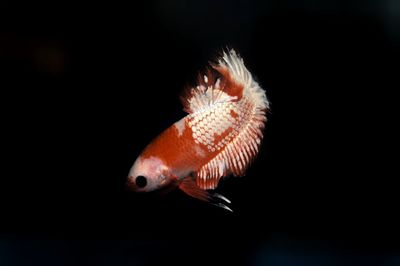 Close-up of fish swimming in sea