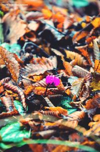 Close-up of autumn leaves