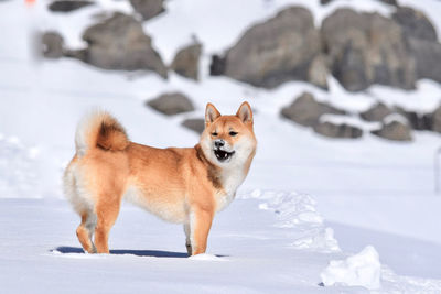 Dogs walking on snow