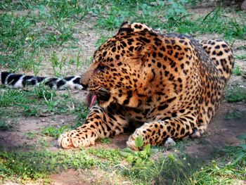 Close-up of tiger on grass