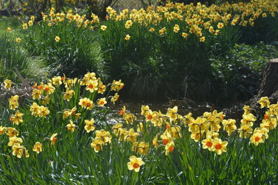 Close-up of yellow flowers growing in field