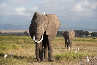 Herd of elephants in africa walking through the grass in tarangire national park