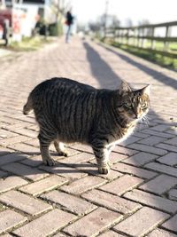 A bit fat european shorthair cat on the street