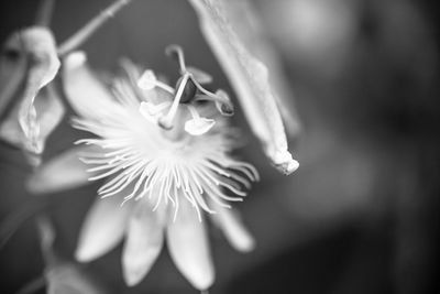 Close-up of flower