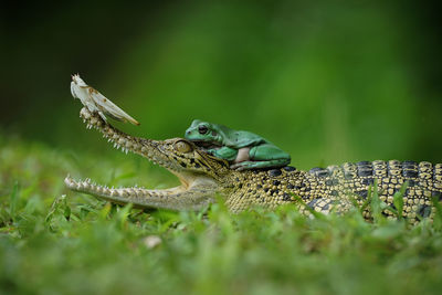 Close-up of frog on grass