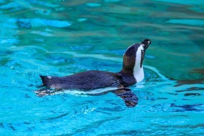 Close-up of duck swimming in water