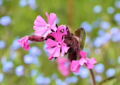 Close-up of pink flowers